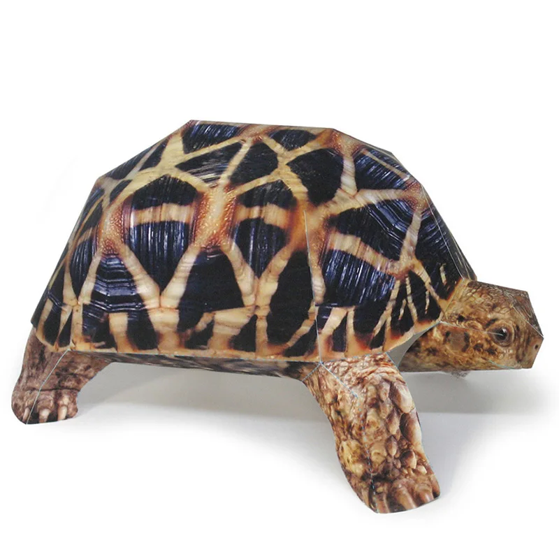 Art Craft With Cardboard - Indyjska gwiazda żółw Model papierowy Realistyczne